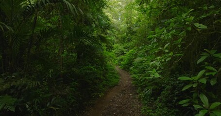  Tropical forest interior. Background of a rainforest. Drone view of Bali.
