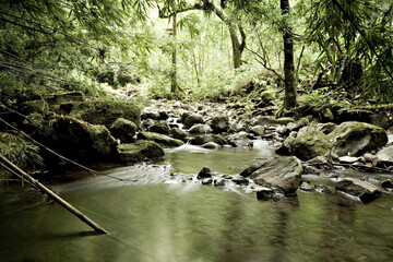 River running through bamboo forest - Maui