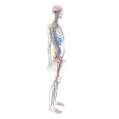 Obraz na płótnie Canvas human brain blood vessels and nerves and lymph node system anatomy medical 3d illustration