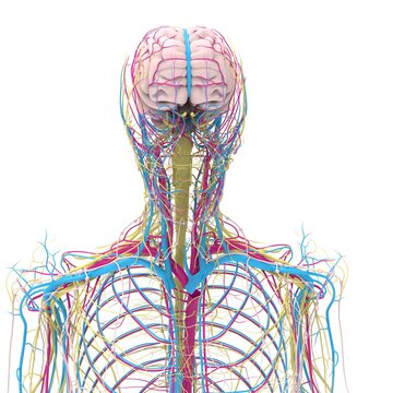 human brain blood vessels and nerves and lymph node system anatomy medical 3d illustration