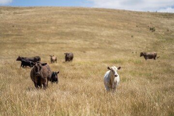 holistic farming on a sustainable agricultural farm growing beef cattle on a farm in australia