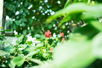 Botanical beauty captured in a detailed image of red blooms and lush green foliage.