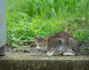 Hand feeding cat with meat indoors.
Close-up of cat on blanket.
The cat is walking in the garden.
Cat sitting on window of building.
