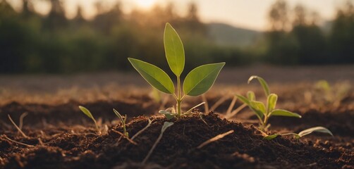 young plant growth on soil, outdoor natural light, represents new life. soil nurtures green sprout, backdrop of sunset, signifies hope and renewal - obrazy, fototapety, plakaty