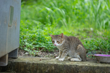 Hand feeding cat with meat indoors.
Close-up of cat on blanket.
The cat is walking in the garden.
Cat sitting on window of building.
