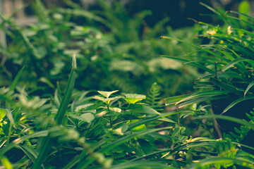  The dense foliage makes the mystery in the wild forests.
 The green leaves have dew drops on their stems, the sunlight sparkles behind the leaves