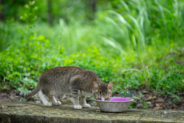 Fototapeta premium Hand feeding cat with meat indoors. Close-up of cat on blanket. The cat is walking in the garden. Cat sitting on window of building.