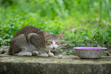 Fototapeta premium Hand feeding cat with meat indoors. Close-up of cat on blanket. The cat is walking in the garden. Cat sitting on window of building.