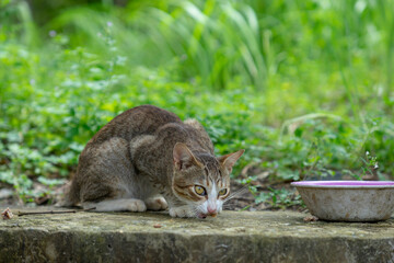 Close-up of hand stroking cat indoors.
Hand feeding cat with meat indoors.
Close-up of cat on blanket.
The cat is walking in the garden.
