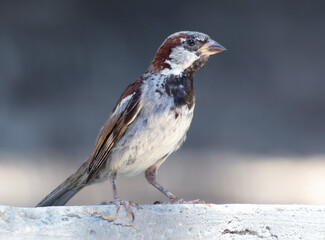 Portrait of a sparrow in nature