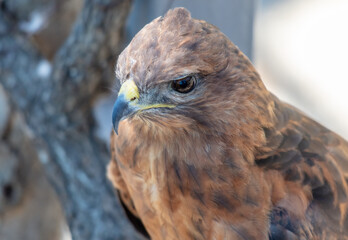 Portrait of a falcon in the zoo