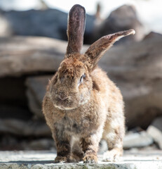 A rabbit is walking on a farm