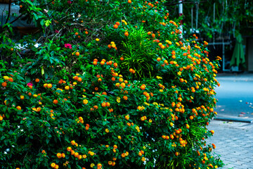 Field of orange petals of Opium poppy flower blooming on blurry green leaves under sunlight evening,Close-up of flowering plant on field against sky,chrysanthemum indicum is blooming in the garden.