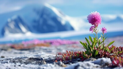 Flowers are blooming in Antarctica. Pink flowers in snow with mountains and blue ice in the background.
