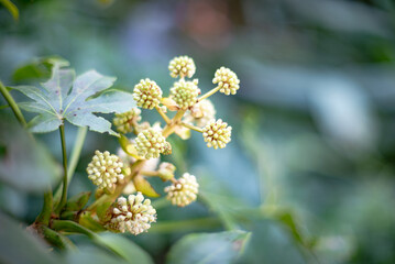 Macro, Photo, Fatsia japonica, Fatsi, Paperplant, False Castor Oil Plant