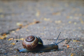 Snail on the Ground - Schnecke - Slug - Snail High quality photo
