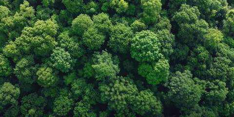 green forest lanscape, Aerial top view of mangrove forest. Drone view of dense green mangrove trees captures CO2. Green trees background for carbon neutrality and net zero emissions concept. - obrazy, fototapety, plakaty