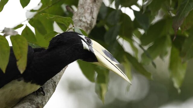 Oriental Pied Hornbill Perching