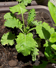 small kale plant growing plants in garden