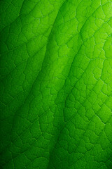 leaf background, leaf surface, leaf texture, leaf material, sleaf floor