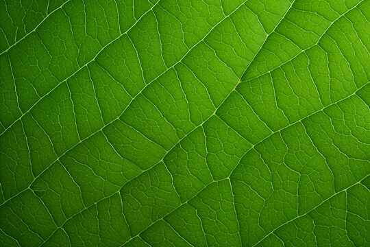 leaf background, leaf surface, leaf texture, leaf material, sleaf floor