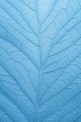 leaf background, leaf surface, leaf texture, leaf material, sleaf floor
