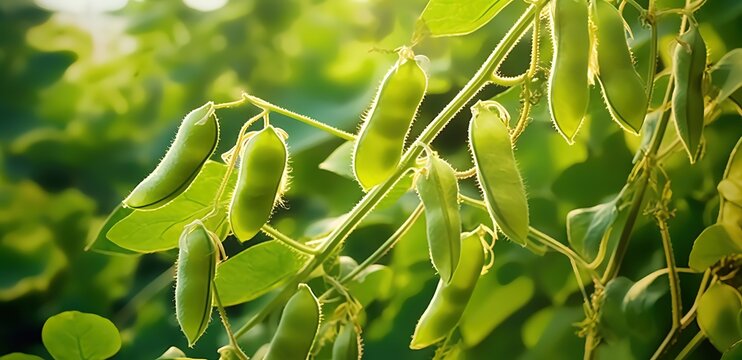 A photo of soybean plants that are still green. Generative AI