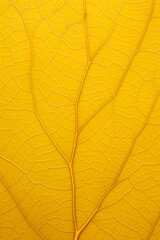 leaf background, leaf surface, leaf texture, leaf material, sleaf floor