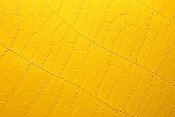 leaf background, leaf surface, leaf texture, leaf material, sleaf floor