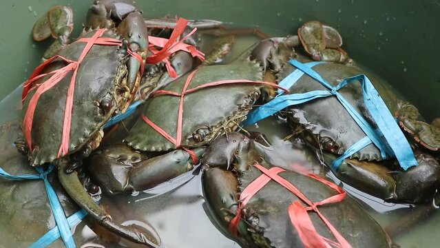 Big mud crabs live and ready to be cooked.