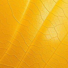 leaf background, leaf surface, leaf texture, leaf material, sleaf floor