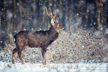 Adult roe deer in the winter forest with snowfall. Animal in natural habitat