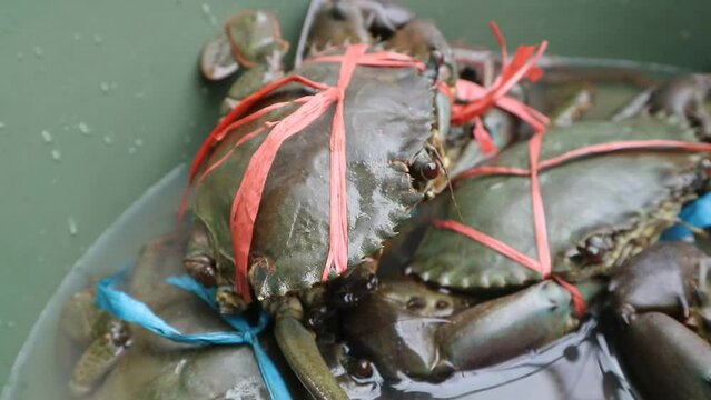 Big mud crabs live and ready to be cooked.