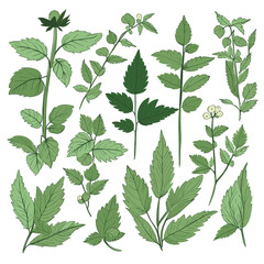 Set of Nettles hand drawing isolated vector illustration, spring collections