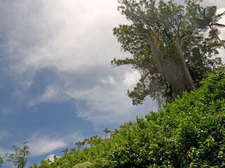 Looking up to the blue sky in Hawaiian green jungle with big old banyan tree with Aerial roots in background, Akaka Falls State Park, Big Island of Hawaii