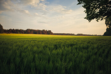 Feld - Wolken - Landschaft - Kornfeld - Ecology - Corn - Field - Nature - Concept - Environment - Golden - Sunset - Clouds - Beautiful - Summer - Landscape - Background - Harvest - Green - Bio
