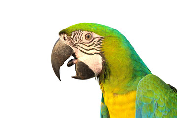 Close up Buff Gold​ Macaw parrot isolated on transparent background png file