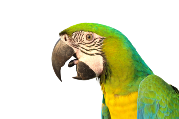 Close up Buff Gold​ Macaw parrot isolated on transparent background png file