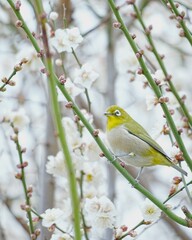 メジロと梅の花