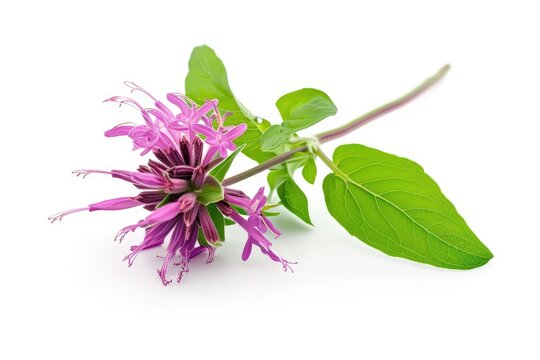 Isolated white background Monarda didyma flower