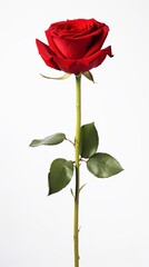 Naklejka premium single red rose stem isolated on white background with generative ai