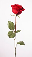 single red rose stem isolated on white background with generative ai