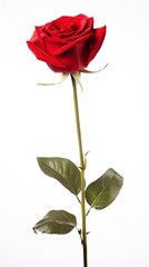 single red rose stem isolated on white background with generative ai