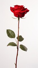 Naklejka premium single red rose stem isolated on white background with generative ai