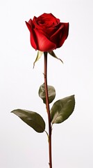 Obraz premium single red rose stem isolated on white background with generative ai