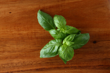 フレッシュバジル　俯瞰撮影