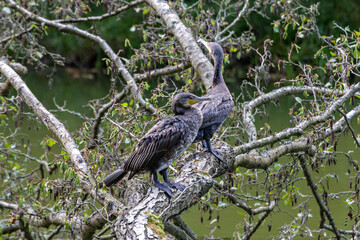 cormorants on the tree