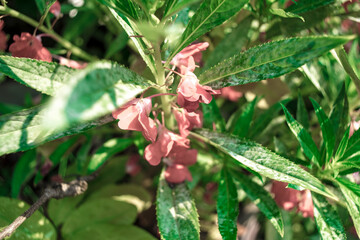 Impatiens balsaminaare widely grown for ornamental purposes.The leaves of Impatiens balsamina are used to make shampoo to make hair grow well.
