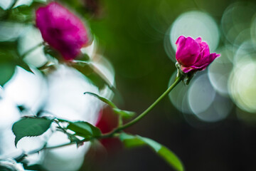 .Flower power, signs of peace, stop violence, peaceful protest symbol. One red rose in female hand on white background.There are many types of roses, roses that bloom in the morning have a light pink 