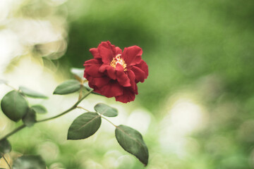 .Flower power, signs of peace, stop violence, peaceful protest symbol. One red rose in female hand on white background.There are many types of roses, roses that bloom in the morning have a light pink 